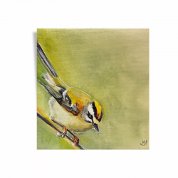 Firecrest Study, Oil Painting